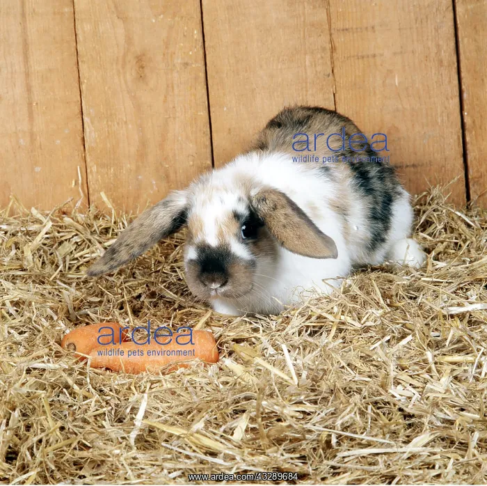 : LOP RABBIT in hutch with carrots : LOP RABBIT in hutch with carrots