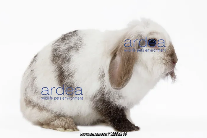  : Lop Rabbit - in studio