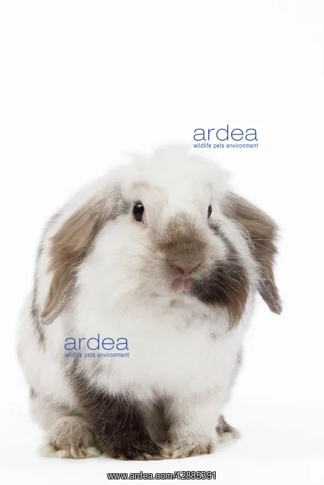  : Lop Rabbit - in studio