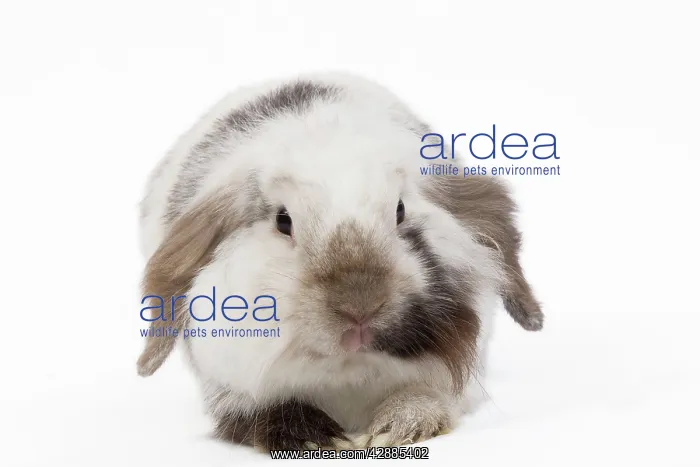  : Lop Rabbit - in studio