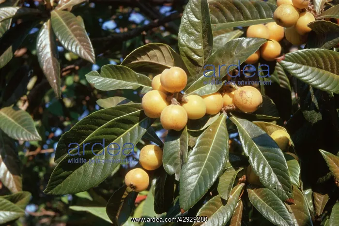 : Loquat Fruit - ripe : Loquat Fruit - ripe