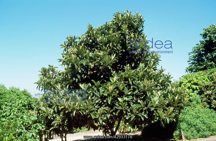 : LOQUAT tree : LOQUAT tree