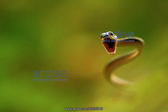 : Lora or Parrot Snake (Leptophis ahaetulla) attacking : Lora or Parrot Snake (Leptophis ahaetulla) attacking