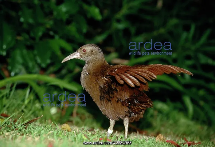 : Lord Howe Rail - Lord Howe Island : Lord Howe Rail - Lord Howe Island