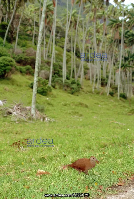 : Lord Howe Rail - Lord Howe Island, New South Wales : Lord Howe Rail - Lord Howe Island, New South Wales