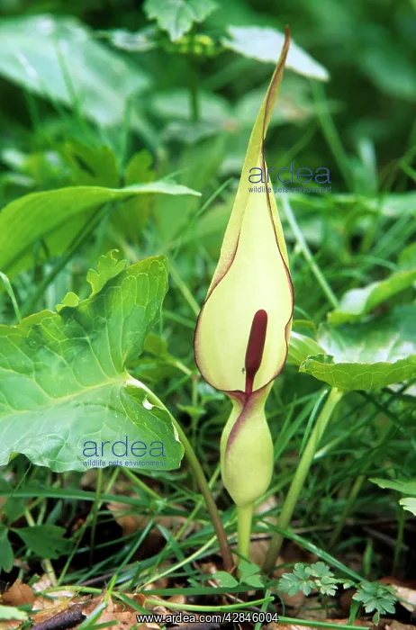 : Lords and Ladies / Cuckoo Pint : Lords and Ladies / Cuckoo Pint