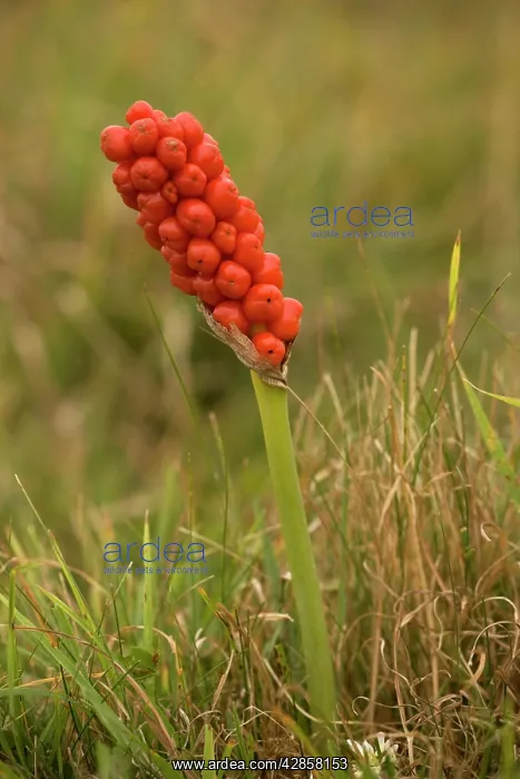 : Lords and Ladies / Cuckoo Pint / wild arum, in fruit : Lords and Ladies / Cuckoo Pint / wild arum, in fruit