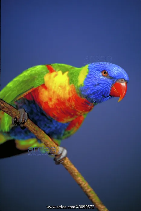 : Lorikeet. Rainbow lorikeet (Trichoglossus haematodus) : Lorikeet. Rainbow lorikeet (Trichoglossus haematodus)