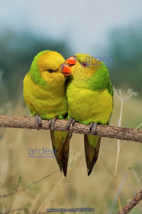 : Lorikeet - pair - loving : Lorikeet - pair - loving