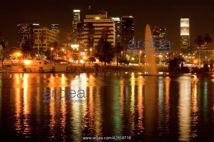 : Los Angeles - at night - reflections in park's : Los Angeles - at night - reflections in park's