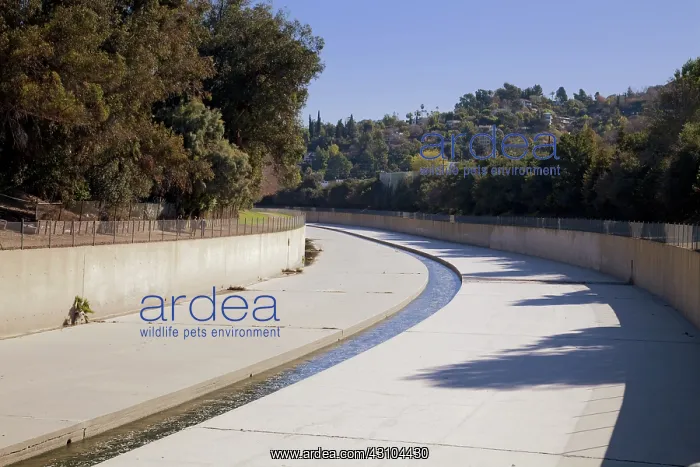 : Los Angeles River at Studio City : Los Angeles River at Studio City