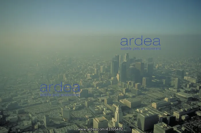 : Los Angeles smog : Los Angeles smog
