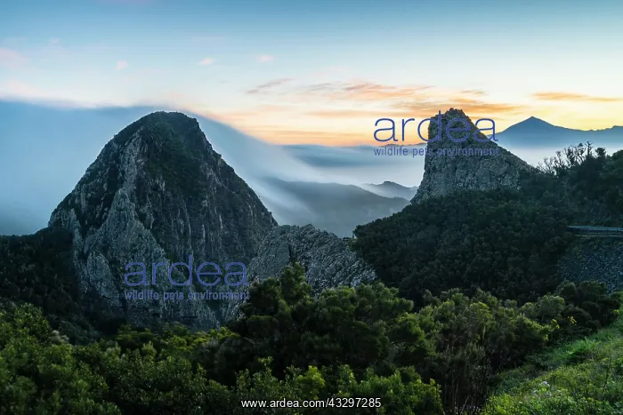 : Los Roques, striking rock towers with wafts of fog : Los Roques, striking rock towers with wafts of fog