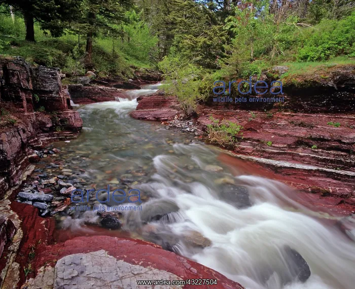 : Lost Horse Creek in Waterton Lakes National : Lost Horse Creek in Waterton Lakes National