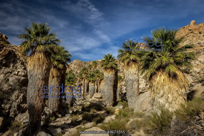 : Lost Palms oasis in Joshua Tree National Park, California : Lost Palms oasis in Joshua Tree National Park, California
