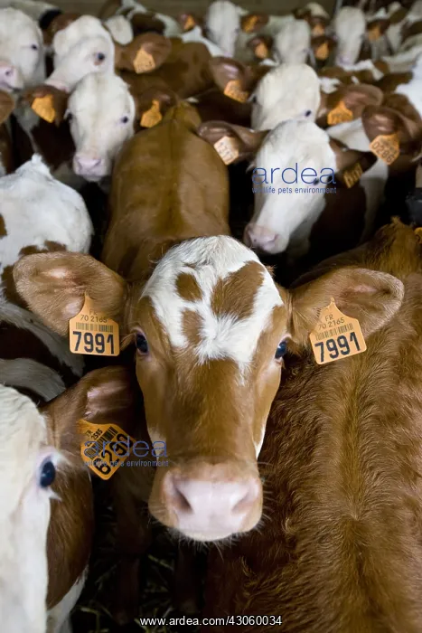 : Lot of butchery Montbeliard calves France : Lot of butchery Montbeliard calves France