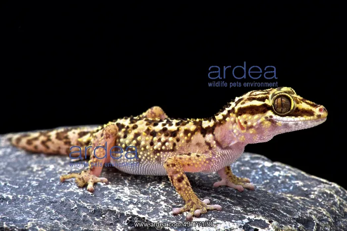 : Lothara's gecko (Paroedura lohatsara), Montagne : Lothara's gecko (Paroedura lohatsara), Montagne