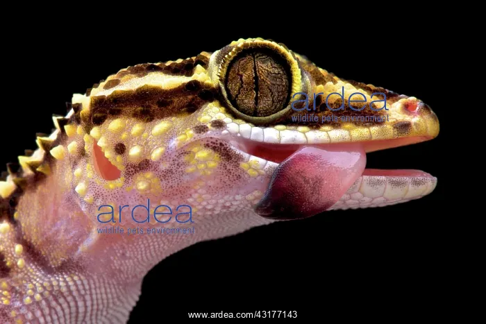 : Lothara's gecko (Paroedura lohatsara), Montagne : Lothara's gecko (Paroedura lohatsara), Montagne