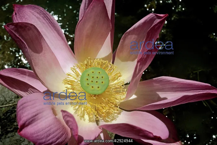: Lotus flower : Lotus flower