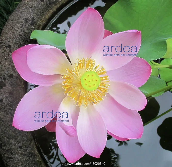  : Lotus Flower