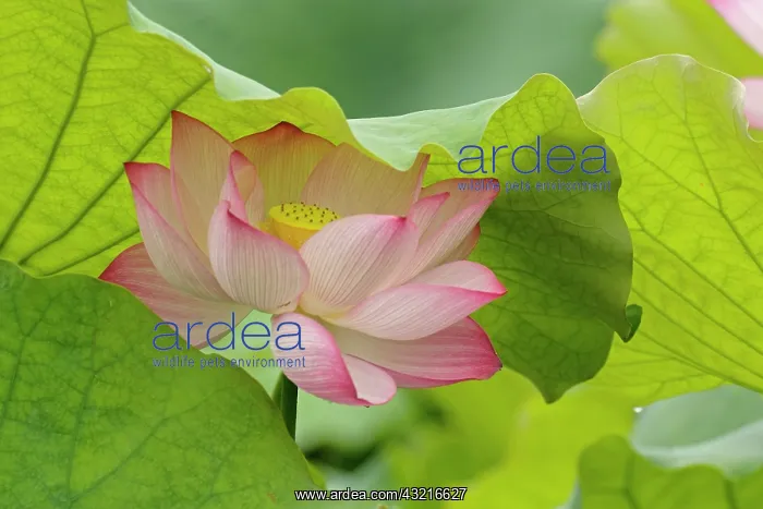 : Lotus flower, Nelumbo nucifera, China : Lotus flower, Nelumbo nucifera, China