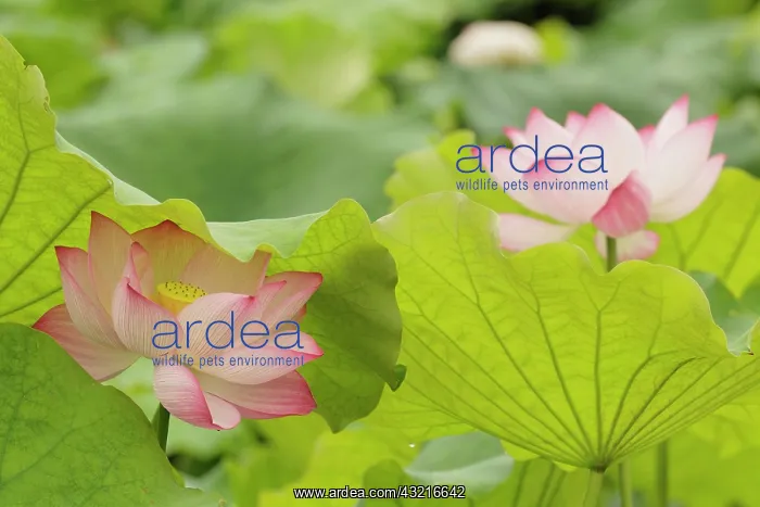 : Lotus flower, Nelumbo nucifera, China : Lotus flower, Nelumbo nucifera, China