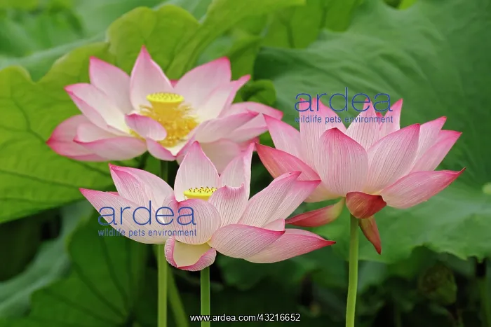 : Lotus flower, Nelumbo nucifera, China : Lotus flower, Nelumbo nucifera, China