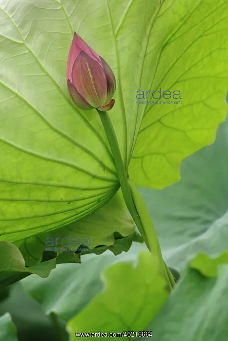 : Lotus flower, Nelumbo nucifera, China : Lotus flower, Nelumbo nucifera, China