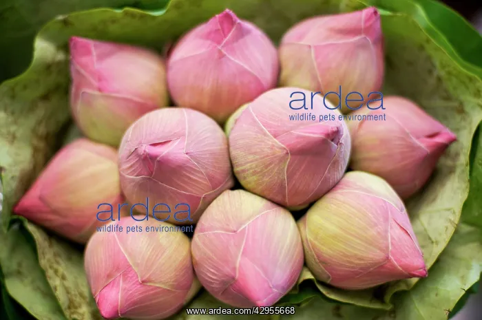  : Lotus flower - Thailand