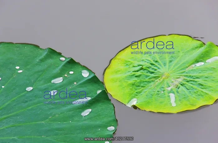  : Lotus leaf with dew in the pond in the Chinese