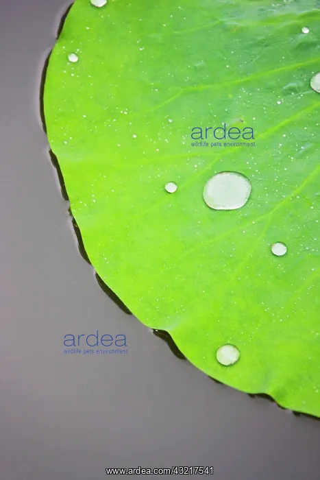  : Lotus leaf with dew in the pond in the Chinese