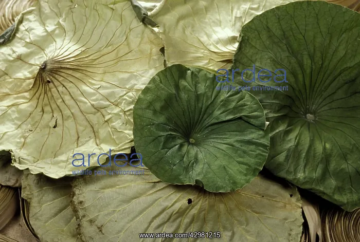  : Lotus Leaves - Exotics products for floral compositions
