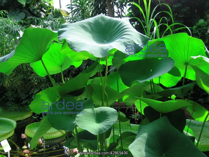  : Lotus leaves - in garden