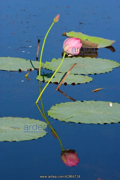 : Lotus Lily - bloom and leaves : Lotus Lily - bloom and leaves