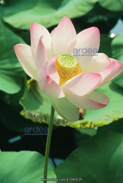 : Lotus Lily - world-wide as exotic : Lotus Lily - world-wide as exotic