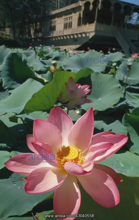 : Lotus, Nelumbo nucifera, Sacred lotus : Lotus, Nelumbo nucifera, Sacred lotus