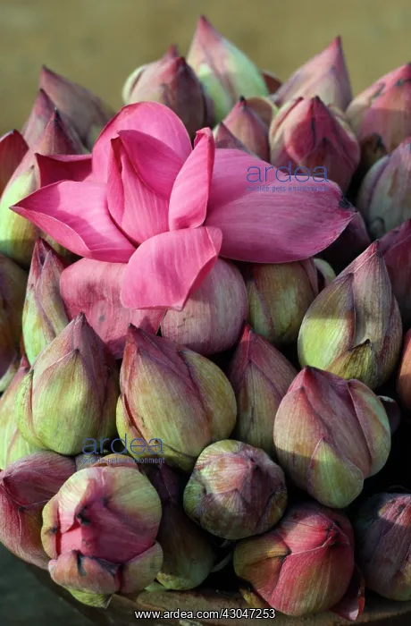 : Lotus, Nelumbo nucifera, Sacred lotus : Lotus, Nelumbo nucifera, Sacred lotus