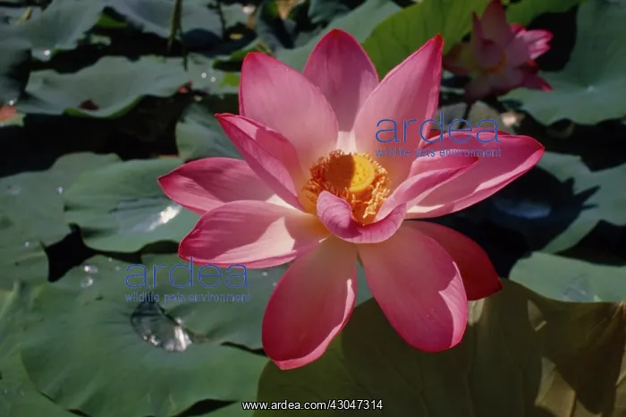 : Lotus, Nelumbo nucifera, Sacred lotus : Lotus, Nelumbo nucifera, Sacred lotus