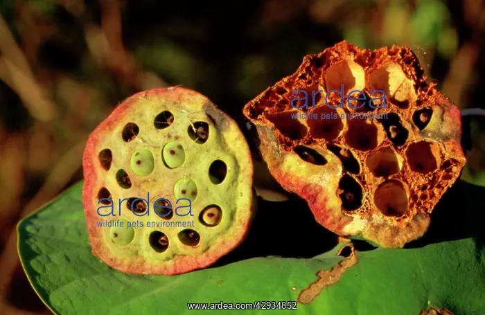 : Lotus (Nelumbo nucifera) seed head - seeds can : Lotus (Nelumbo nucifera) seed head - seeds can