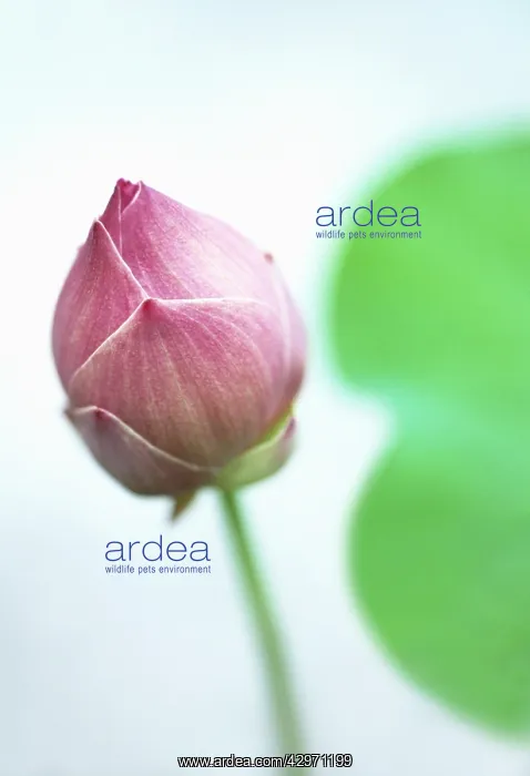 : Lotus, Sacred lotus, Nelumbo nucifera : Lotus, Sacred lotus, Nelumbo nucifera