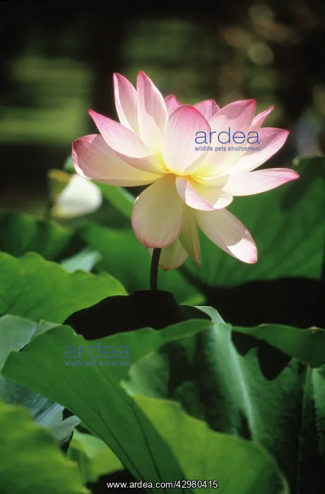 : Lotus, Sacred lotus, Nelumbo nucifera : Lotus, Sacred lotus, Nelumbo nucifera
