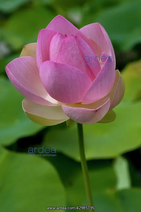 : Lotus, Sacred lotus, Nelumbo nucifera : Lotus, Sacred lotus, Nelumbo nucifera