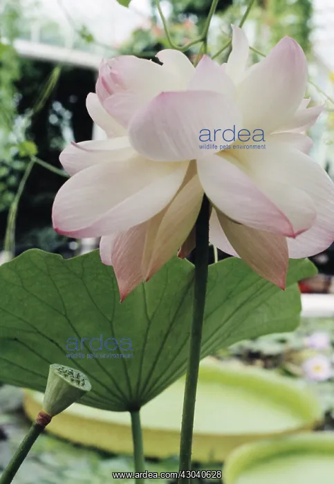 : Lotus, Sacred lotus, Nelumbo nucifera : Lotus, Sacred lotus, Nelumbo nucifera