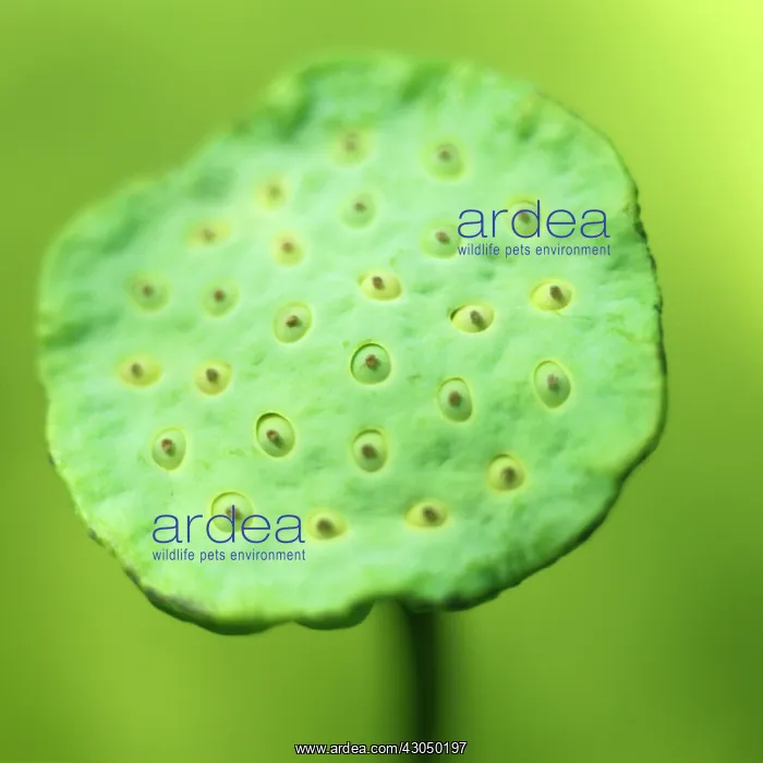 : Lotus, Sacred lotus, Nelumbo nucifera : Lotus, Sacred lotus, Nelumbo nucifera