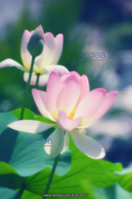 : Lotus, Sacred lotus, Nelumbo nucifera : Lotus, Sacred lotus, Nelumbo nucifera