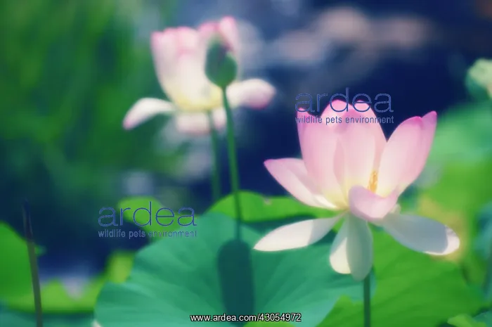 : Lotus, Sacred lotus, Nelumbo nucifera : Lotus, Sacred lotus, Nelumbo nucifera