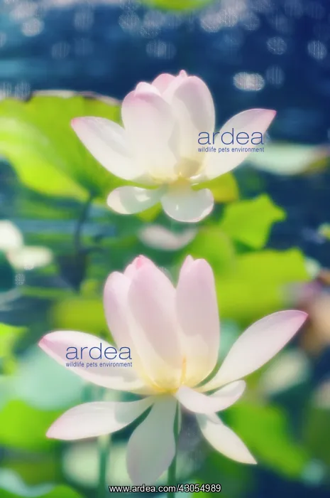  : Lotus, Sacred lotus, Nelumbo nucifera