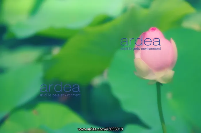 : Lotus, Sacred lotus, Nelumbo nucifera : Lotus, Sacred lotus, Nelumbo nucifera