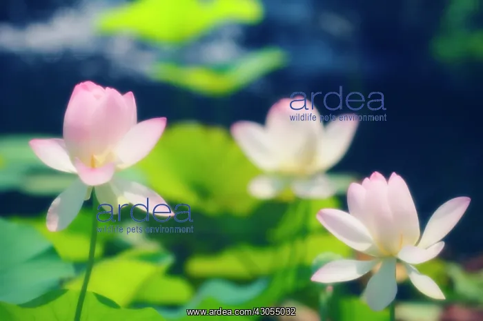 : Lotus, Sacred lotus, Nelumbo nucifera : Lotus, Sacred lotus, Nelumbo nucifera