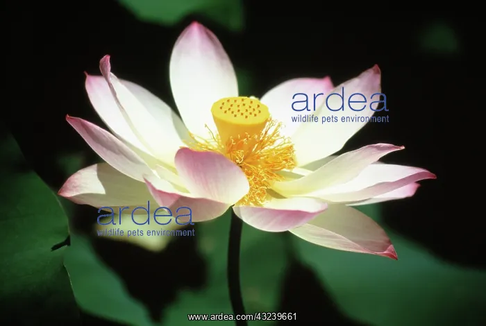 : Lotus, Sacred lotus, Nelumbo nucifera : Lotus, Sacred lotus, Nelumbo nucifera